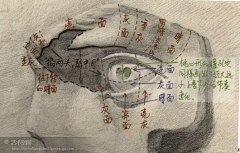zxxxk采集到石膏五官