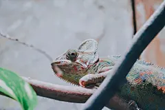 变色龙高清摄影素材