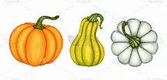 一套三种不同颜色的南瓜水彩画。收集手绘孤立蔬菜，对象秋季季节设计。