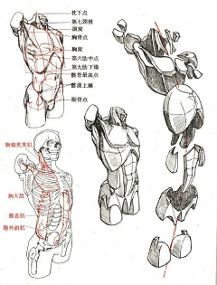 阳光光SunShine采集到结构教程(人体、五官)