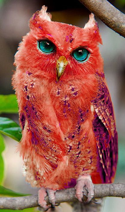 Red owl: 