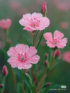 花草集 - 高清图片，堆糖，美图壁纸兴趣社区