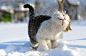 Kitty's First Time In The Snow