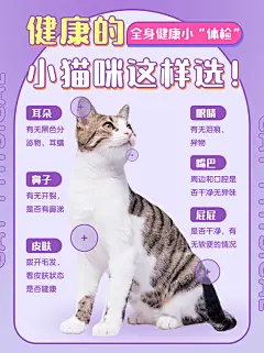 宠物猫萌宠科普简约小红书封面配图