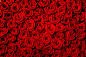 美丽的红色玫瑰背景高清图片