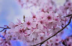 LeapLeaf采集到桜の花