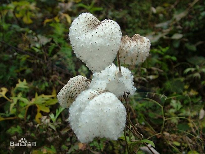 野棉花图片