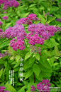 #花卉小百科#【金山绣线菊】 被子植物门，双子叶植物纲，蔷薇目，蔷薇科，绣线菊属 拉丁别名：Spiraea X bumalda ‘Gold Mound' 拍摄地：博留5号公寓南侧
