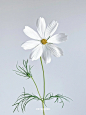 白色波斯菊 格桑花 (4)