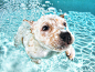 可爱的水下小狗系列 http://www.ownlike.com/underwater-puppy-photography-seth-casteel.html