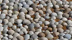 贝类 全高清壁纸 笔记本电脑壁纸 免费壁纸 酷背景 Mac壁纸 装饰