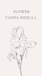 美人蕉（学名：Canna indica L.）：多年生草本植物，高可达1.5米，全株绿色无毛，被蜡质白粉。花语：美好未来。@curry100