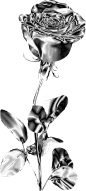 银色玫瑰 (2)