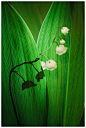 Photograph Lily of the Valley by Simon Benedičič on 500px