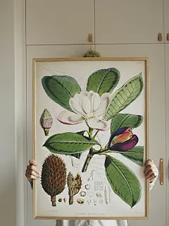 CoolerColour复古植物图鉴 木兰花朵北欧装饰画海报