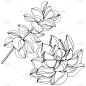 绘画插图,雕刻图像,肉质植物,艺术,矢量,墨水,植物学,黑白图片,分离着色,花
