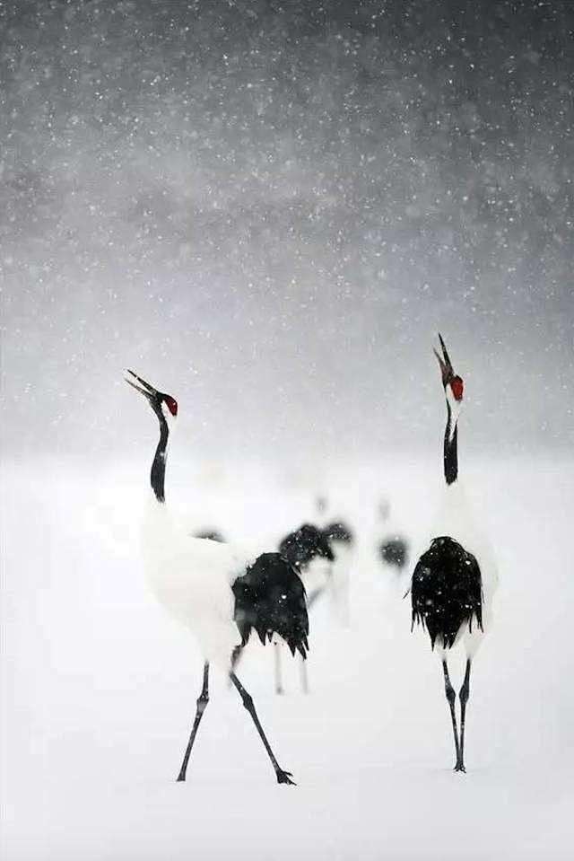 白与黑。