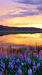 Camas Prairie, Sunset, Idaho, Gem State, United States,