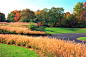 Ornamental Grasses Landscape Design.  Landscape Architectural Design.  Colorful Fall Colors.  Sustainable Design.  Ohio and Midwest.: 