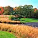 Ornamental Grasses Landscape Design.  Landscape Architectural Design.  Colorful Fall Colors.  Sustainable Design.  Ohio and Midwest.: 