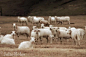 Sheep photography, sheep pictures, farmhouse decor