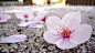 户外,日本文化,花,陆地,头状花序_117362840_Cherry flowers fallen on ground_创意图片_Getty Images China
