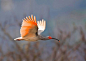 国际摄影大赛“野生极危或灭绝”—— 最珍稀的13种鸟类