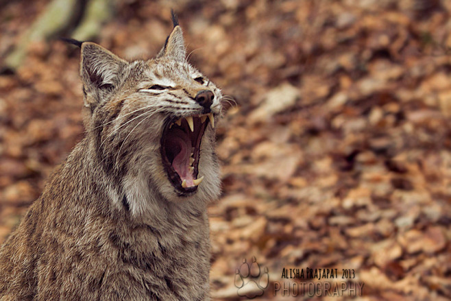 A big yawn. by Raven...