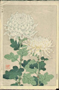 白菊 White Chrysanthemums 1954 | Shodo Kawarazaki  河原崎奨堂 ( Wood-block print )