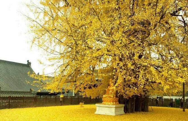 是西安古观音禅寺1400年前李世民亲手种...