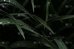 透明的水滴在墨绿色的草近距离拍摄