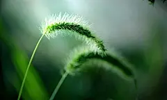 狗尾巴草 #壁纸#