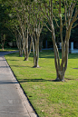 紫薇树沿步道生长，室外公园绿化草木茂盛