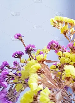 亮黄色和粉红色干花照片