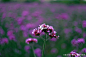 薰衣草--紫色的梦_婚纱照片欣赏_杭州19楼