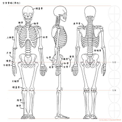 华子先森采集到绘画资料