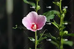 蜀葵 美丽的花朵 粉红色 粉色的 花卉背景 自然 花壁纸 花