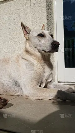 白狗