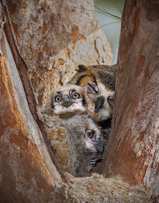 “owl baby”的图片搜索结果