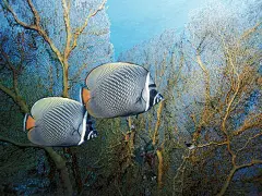 热带海底世界高清壁纸（第一集）(壁纸27)@北坤人素材