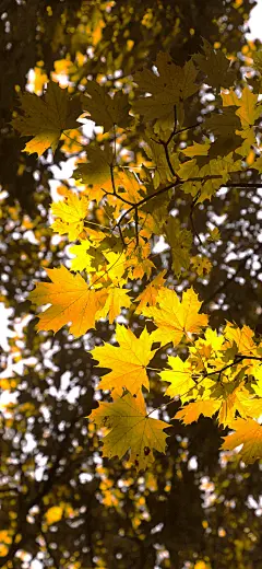 秋天 秋色 秋叶 手机壁纸 背景图
