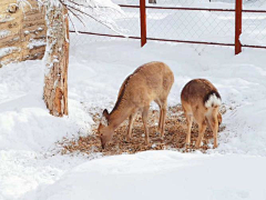 ゛也~许采集到雪乡行程配图