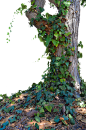 @冒险家的旅程か★
树丛 海报素材 植物素材 树叶 PNG绿色海报合成植物前景素材