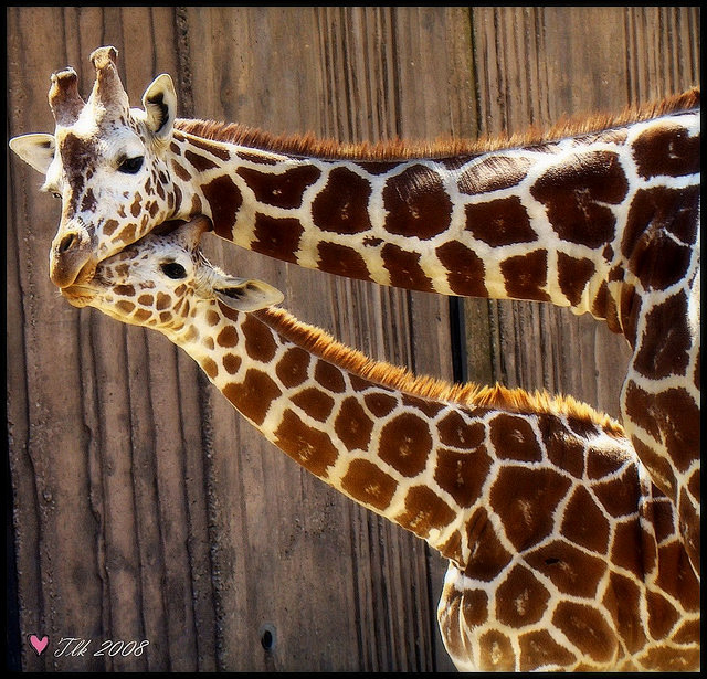 Mom and Baby Giraffe