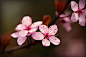 cherry-blossom-4148119_1280