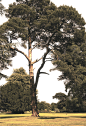 工笔画 (26)