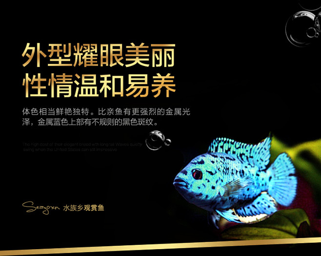 银河星钻短鲷三湖慈鲷美洲慈鲷鱼热带观赏鱼...