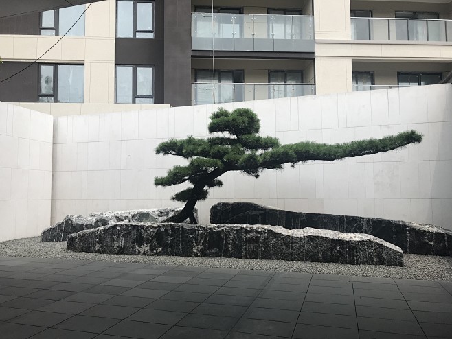 造型斜飘黑松