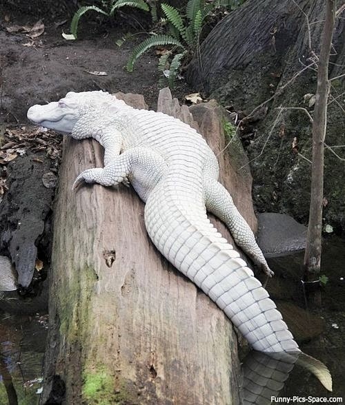 鳞甲类_摄影Albino crocodi...