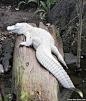 鳞甲类_摄影Albino crocodile275